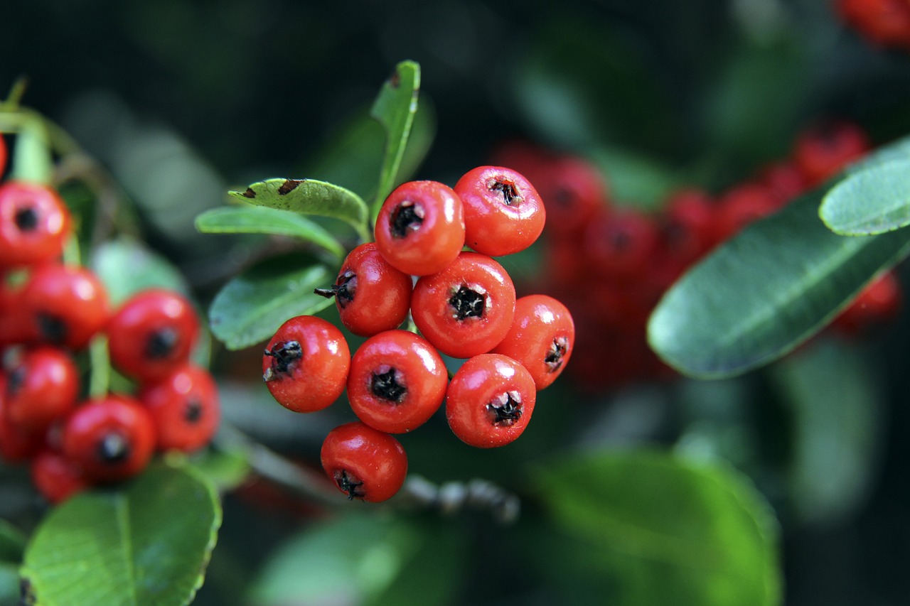 梦想的摇篮 梦想的摇篮